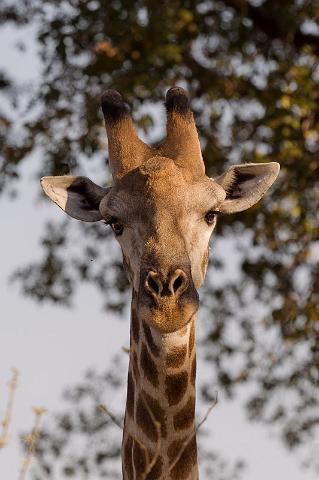 114 Okavango Delta, giraf.jpg